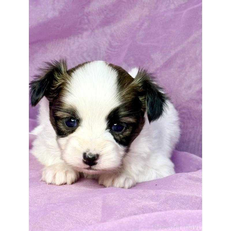 販売中の三重県のパピヨン-443239の8枚目