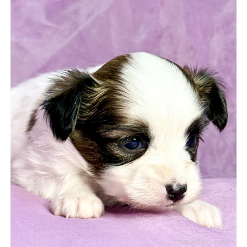 販売中の三重県のパピヨン-443239の7枚目