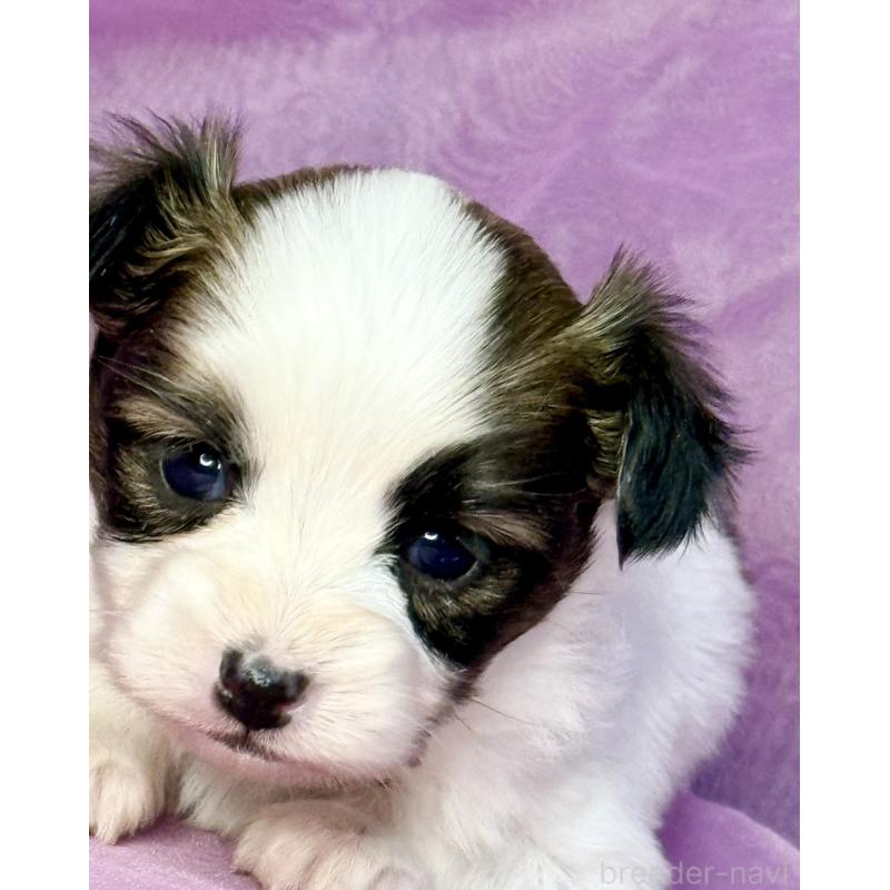 販売中の三重県のパピヨン-443239の5枚目