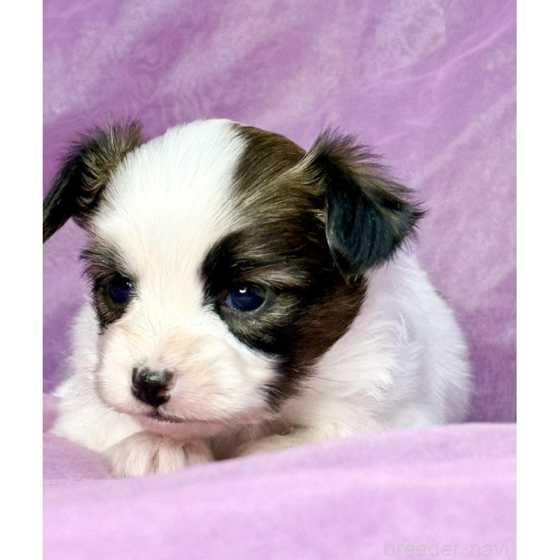 販売中の三重県のパピヨン-443239の3枚目