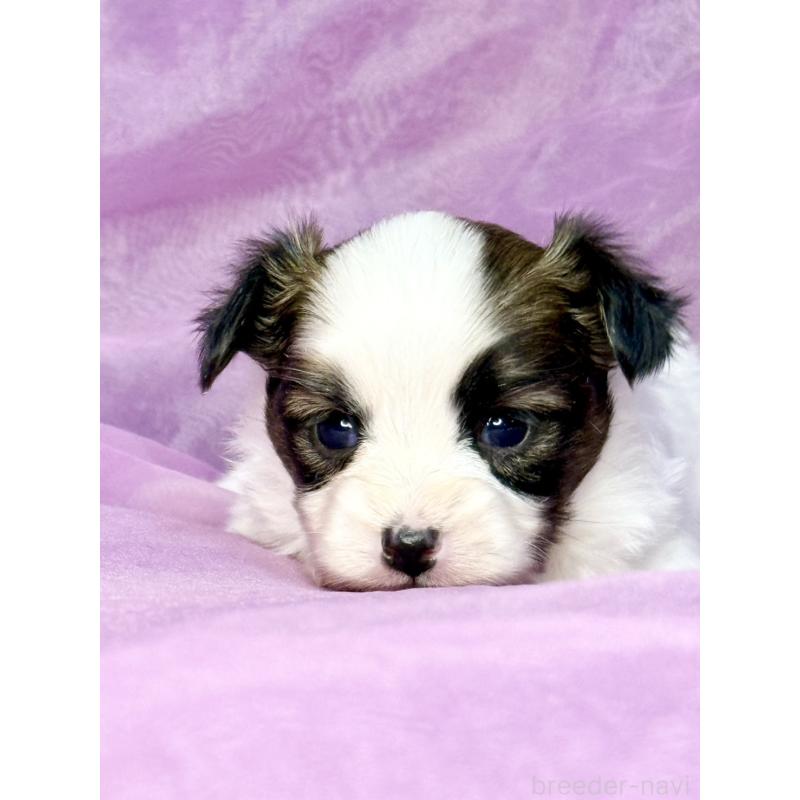 販売中の三重県のパピヨン-443239の2枚目