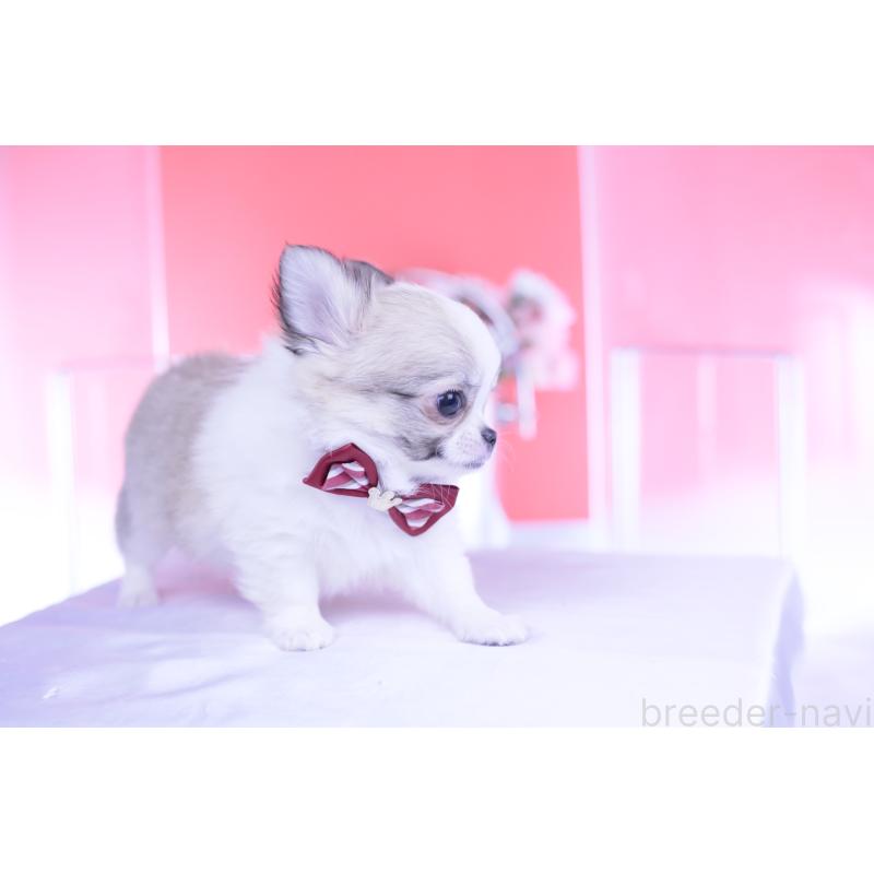 販売中の愛知県のチワワ(ロングコート)-435817の12枚目