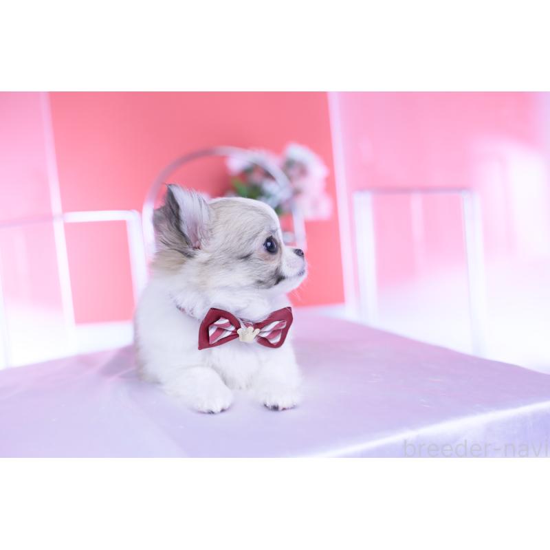 販売中の愛知県のチワワ(ロングコート)-435817の11枚目