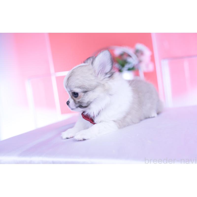 販売中の愛知県のチワワ(ロングコート)-435817の10枚目