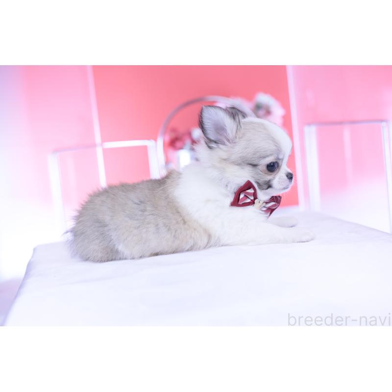 販売中の愛知県のチワワ(ロングコート)-435817の8枚目