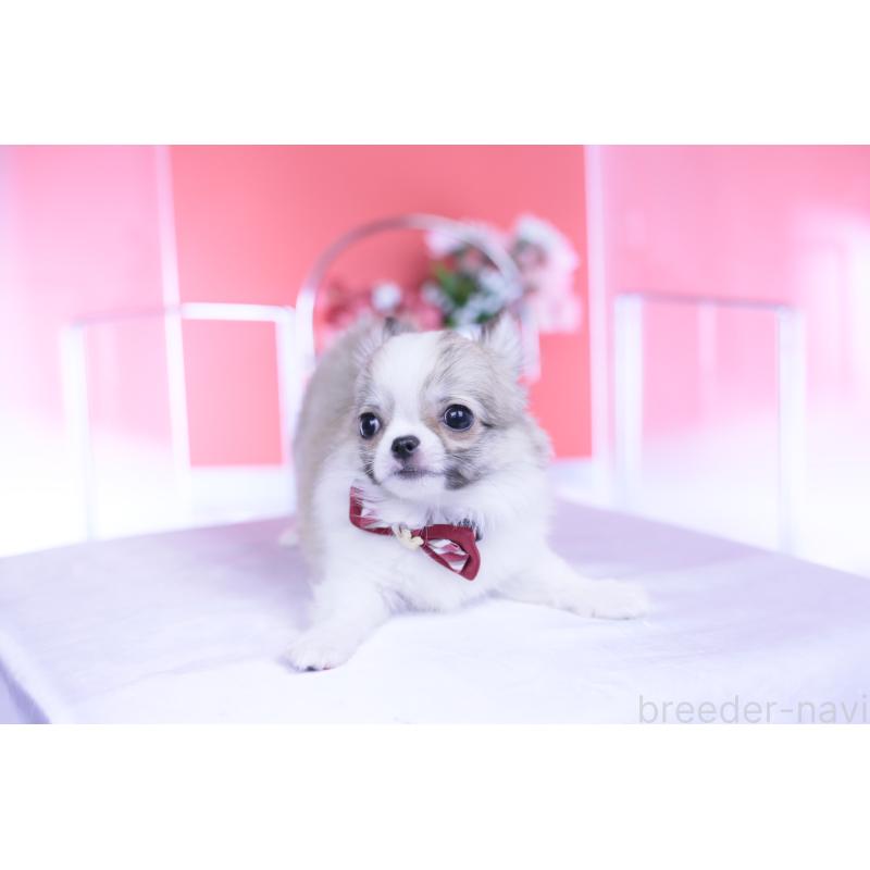 販売中の愛知県のチワワ(ロングコート)-435817の4枚目