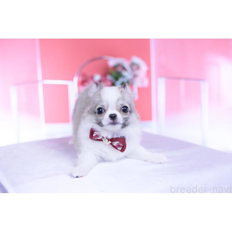 販売中の愛知県のチワワ(ロングコート)-435817の3枚目