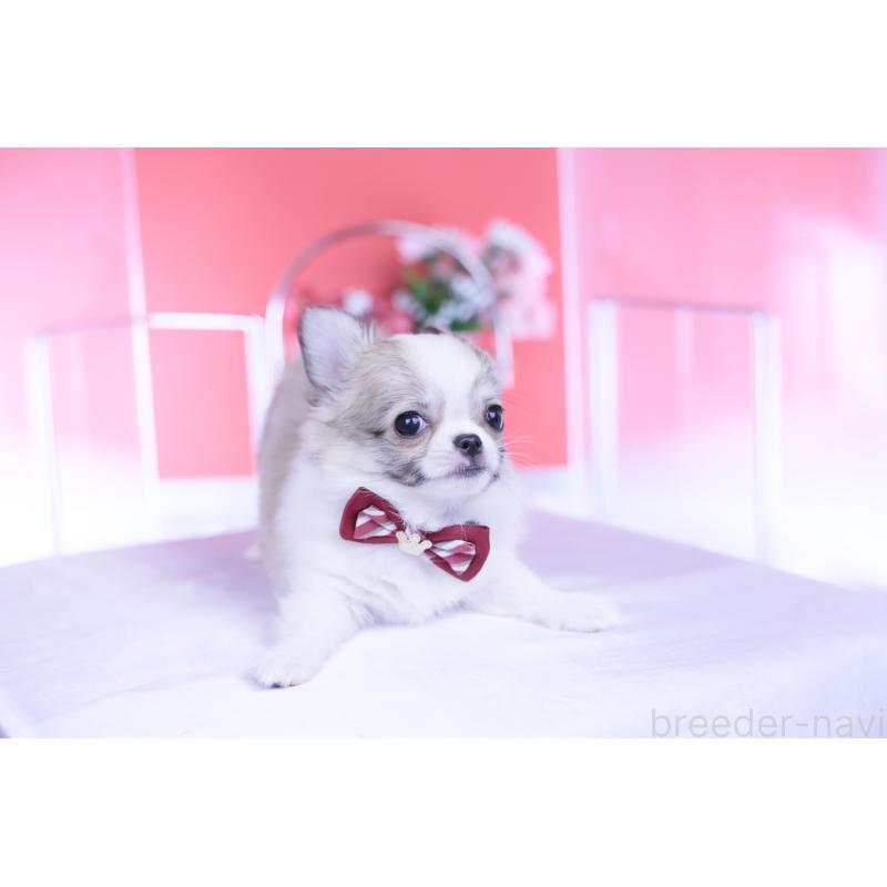 販売中の愛知県のチワワ(ロングコート)-435817の2枚目