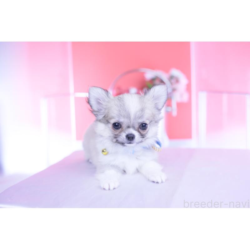 販売中の愛知県のチワワ(ロングコート)-435821の12枚目