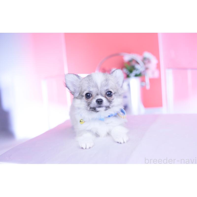 販売中の愛知県のチワワ(ロングコート)-435821の9枚目