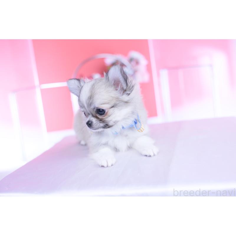 販売中の愛知県のチワワ(ロングコート)-435821の8枚目