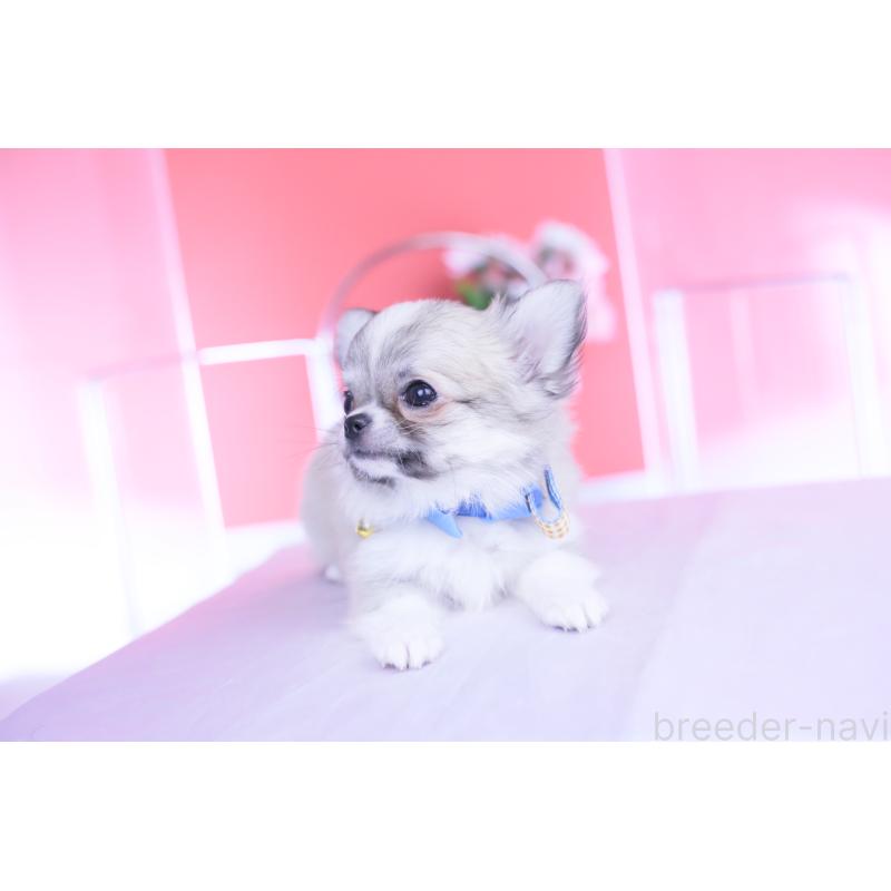 販売中の愛知県のチワワ(ロングコート)-435821の7枚目