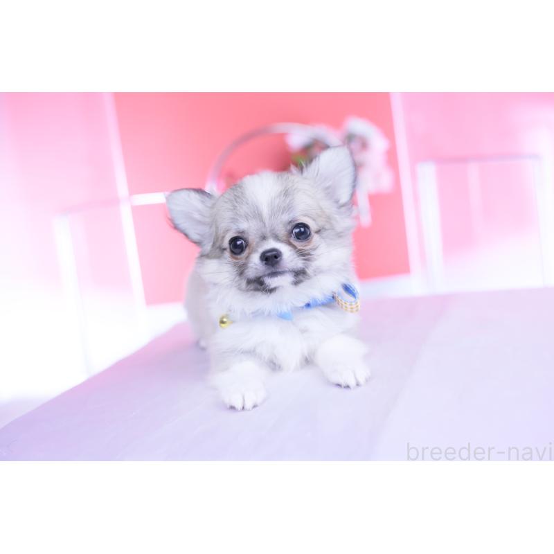 販売中の愛知県のチワワ(ロングコート)-435821の6枚目