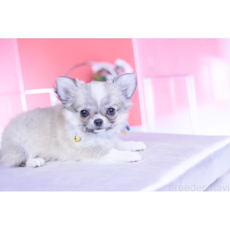 販売中の愛知県のチワワ(ロングコート)-435821の5枚目