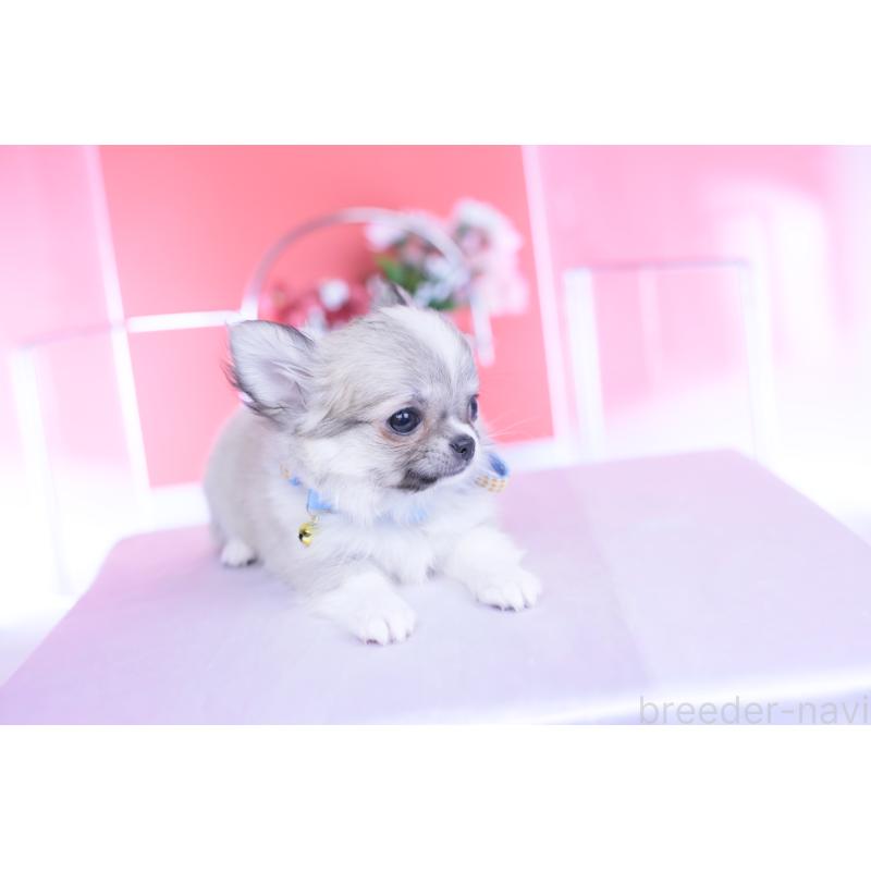 販売中の愛知県のチワワ(ロングコート)-435821の2枚目