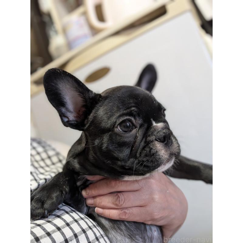 販売中の群馬県のフレンチブルドッグ-427636の10枚目