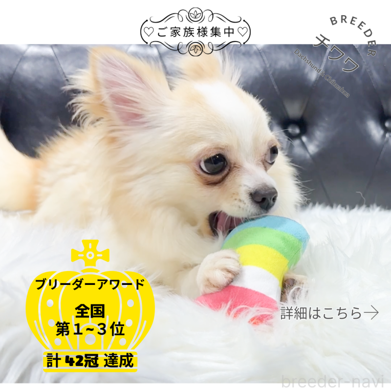 販売中の愛知県のチワワ(ロングコート)-387046