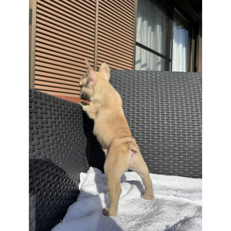 販売中の愛媛県のフレンチブルドッグ-443240の6枚目