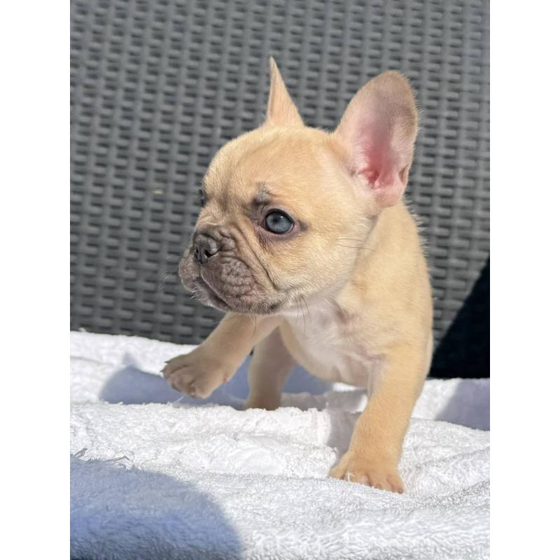 販売中の愛媛県のフレンチブルドッグ-443240の5枚目