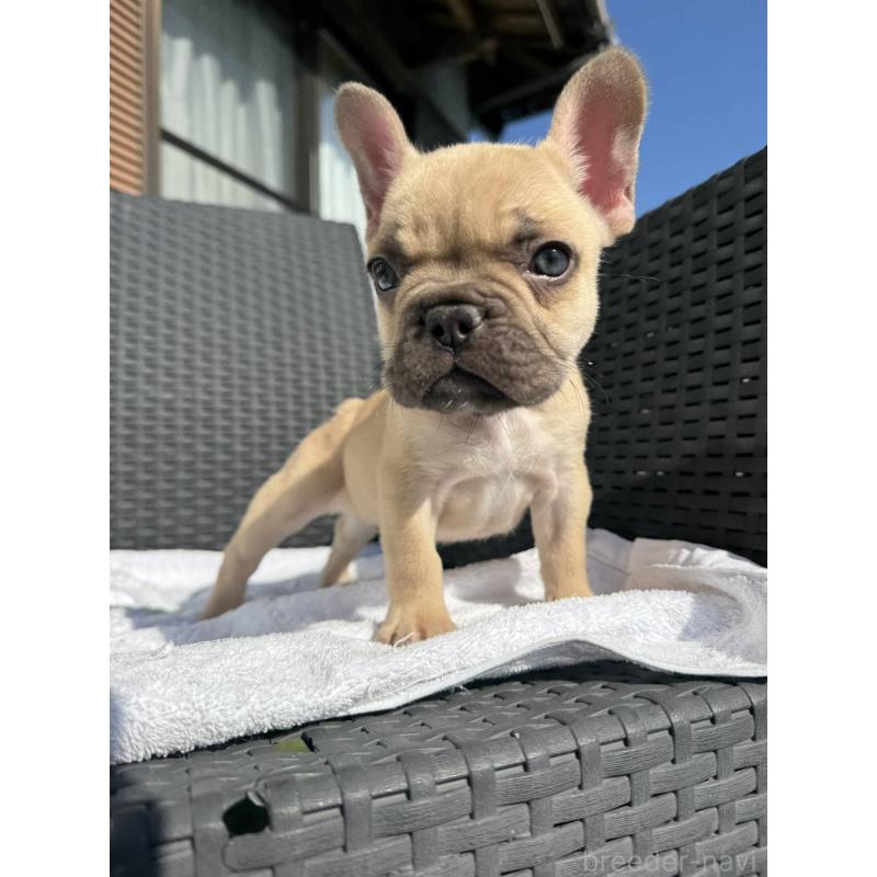 販売中の愛媛県のフレンチブルドッグ-443240