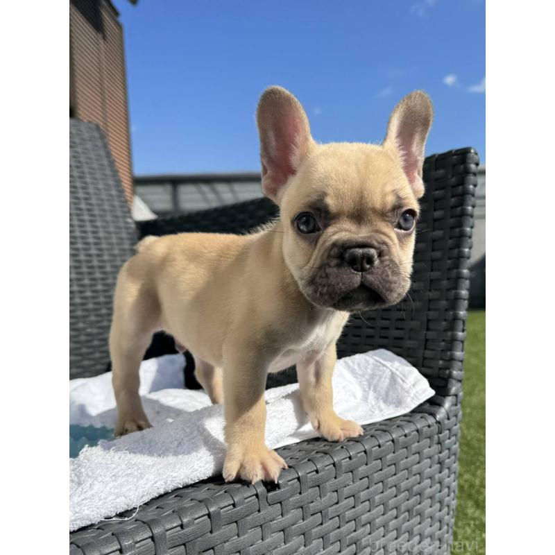 販売中の愛媛県のフレンチブルドッグ-443240の3枚目