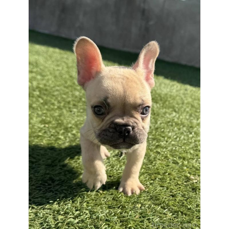 販売中の愛媛県のフレンチブルドッグ-443240の2枚目