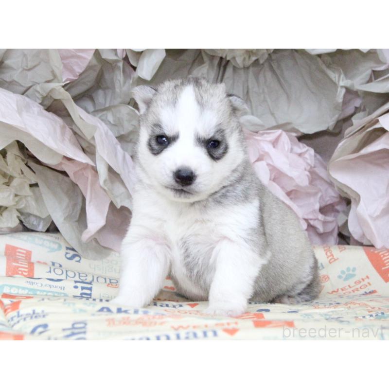 販売中の大阪府のシベリアンハスキー-443241の9枚目