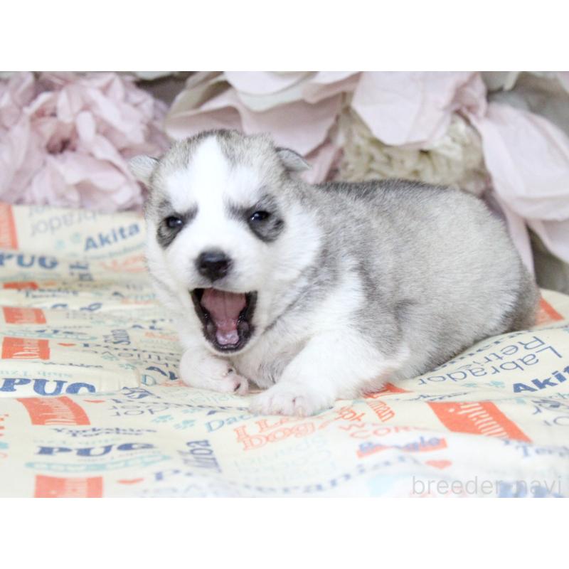 販売中の大阪府のシベリアンハスキー-443241の8枚目