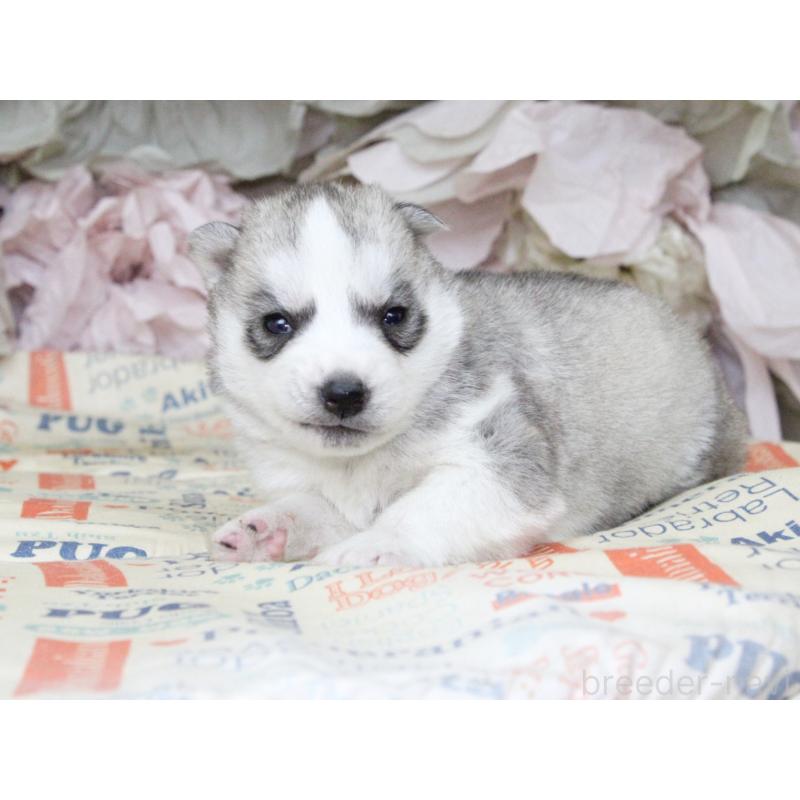 販売中の大阪府のシベリアンハスキー-443241の7枚目