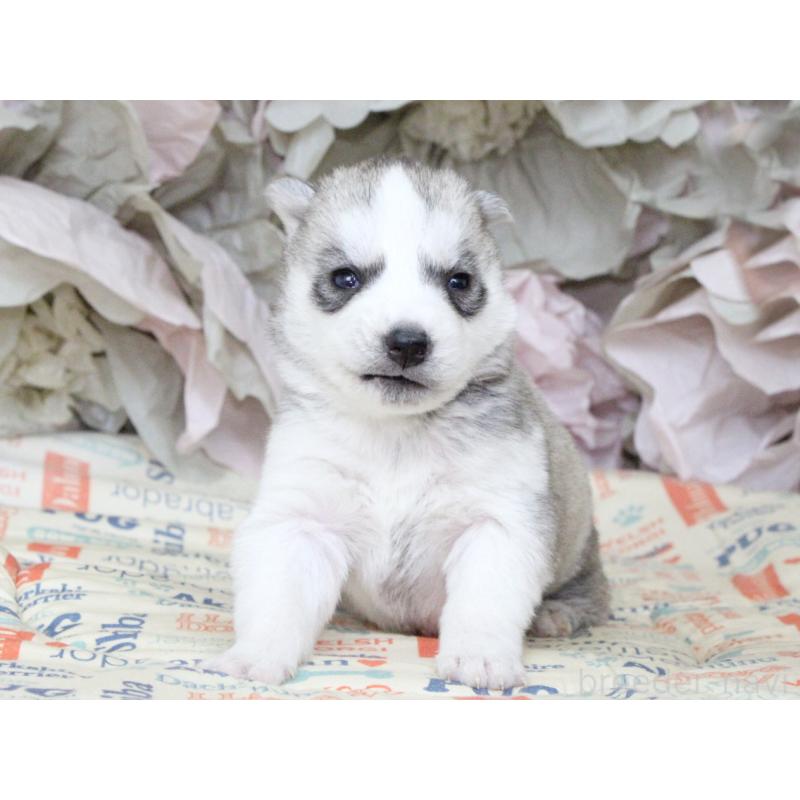 販売中の大阪府のシベリアンハスキー-443241の6枚目