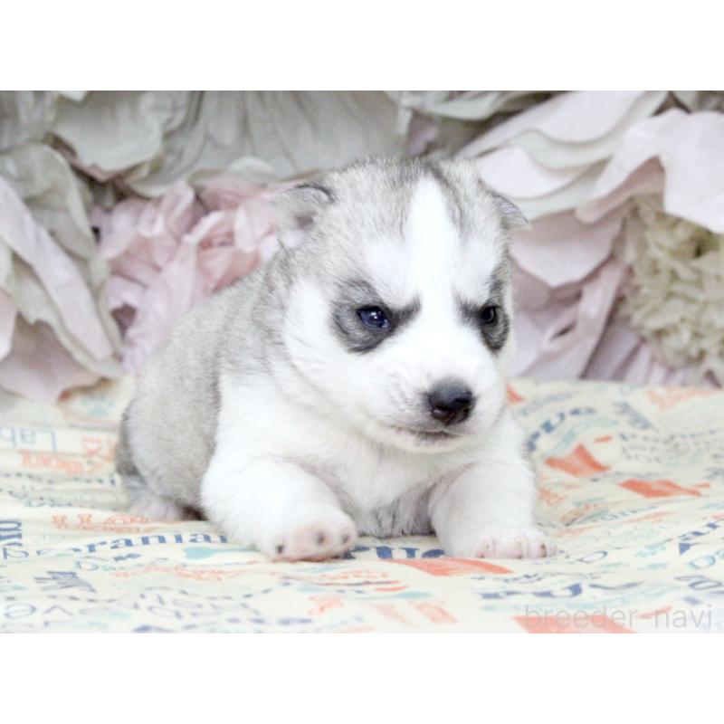 販売中の大阪府のシベリアンハスキー-443241の5枚目