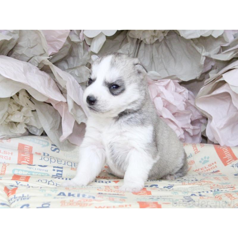 販売中の大阪府のシベリアンハスキー-443241の4枚目