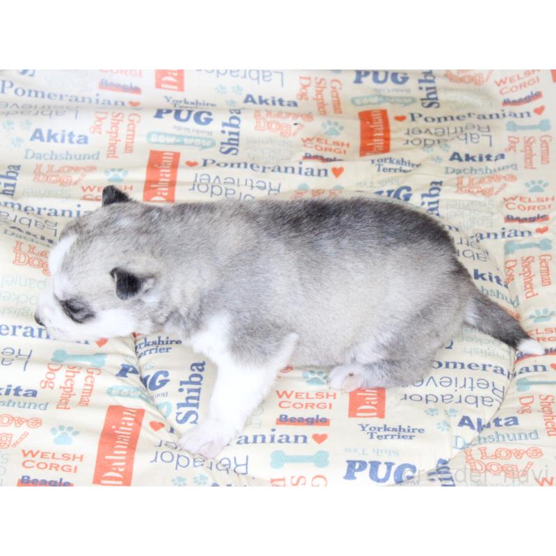 販売中の大阪府のシベリアンハスキー-443241の3枚目