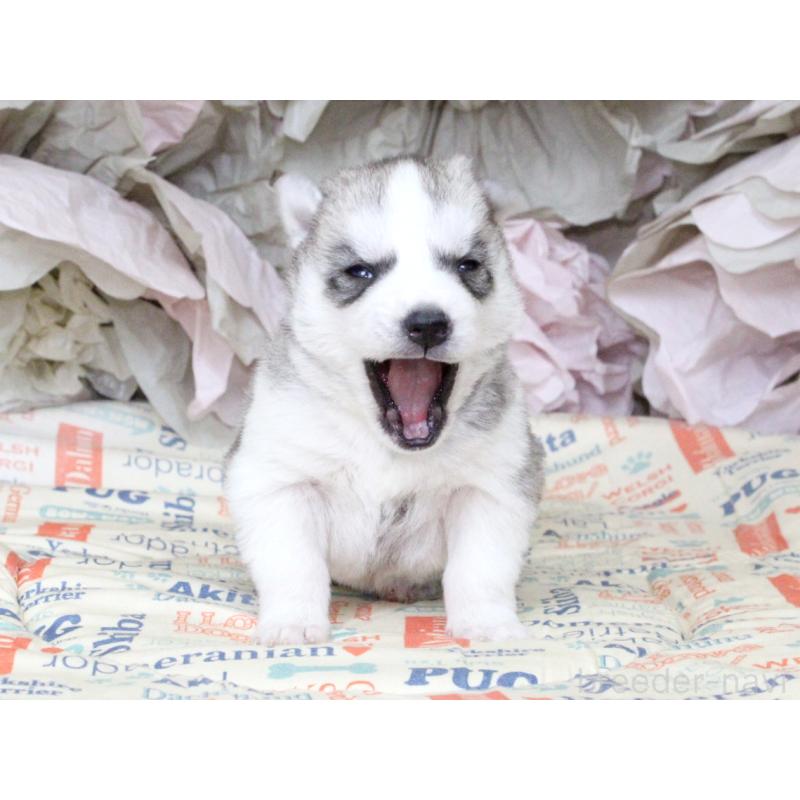 販売中の大阪府のシベリアンハスキー-443241の2枚目