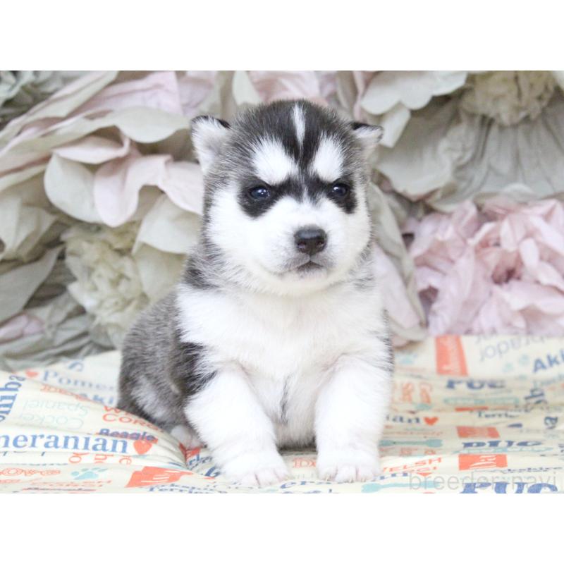 販売中の大阪府のシベリアンハスキー-443242の8枚目