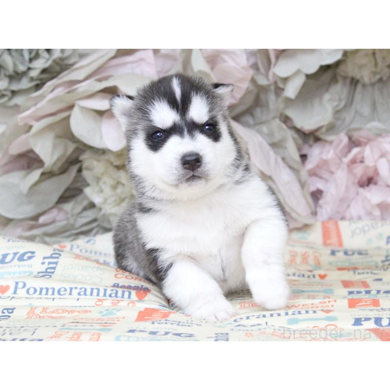 販売中の大阪府のシベリアンハスキー-443242の6枚目