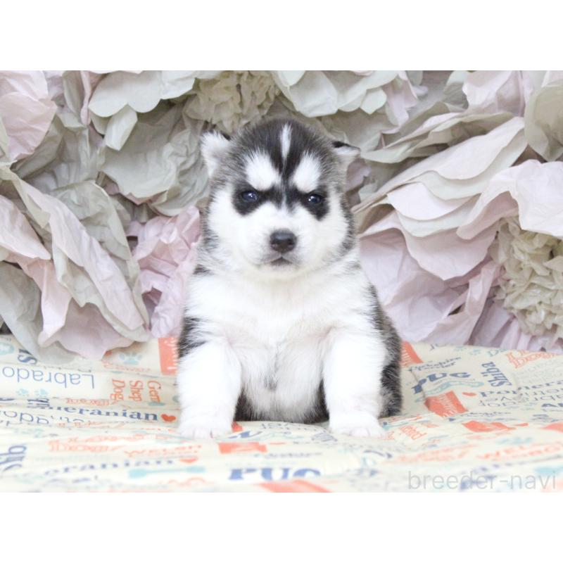 販売中の大阪府のシベリアンハスキー-443242の5枚目