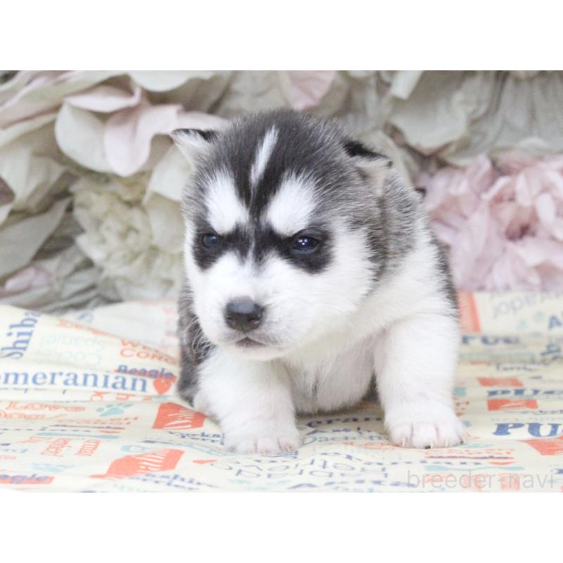 販売中の大阪府のシベリアンハスキー-443242の4枚目