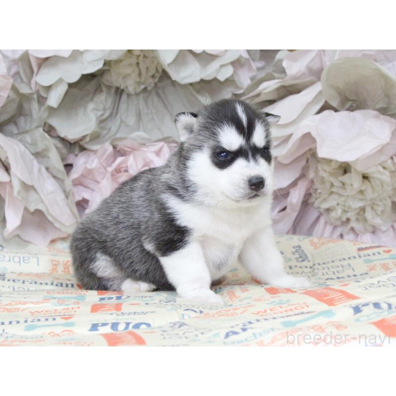 販売中の大阪府のシベリアンハスキー-443242の3枚目