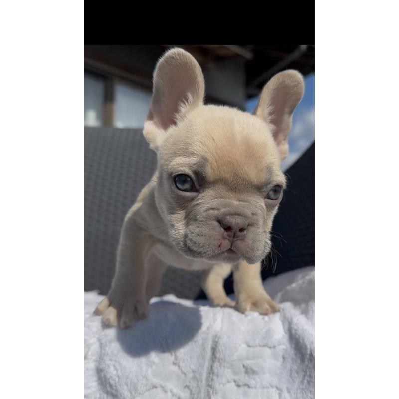 販売中の愛媛県のフレンチブルドッグ-443243の6枚目