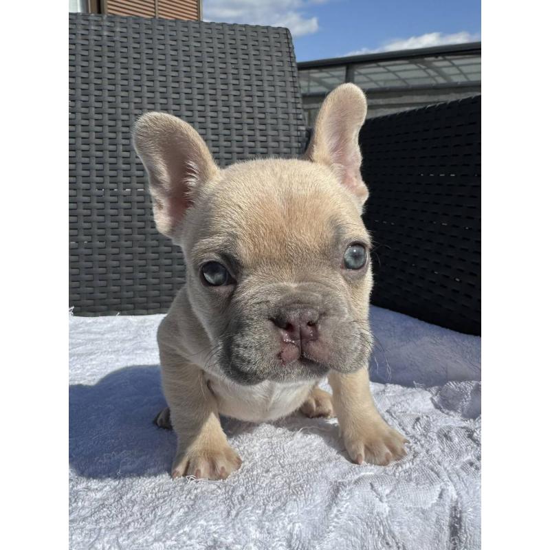 販売中の愛媛県のフレンチブルドッグ-443243の1枚目