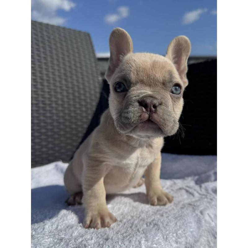 販売中の愛媛県のフレンチブルドッグ-443243の5枚目