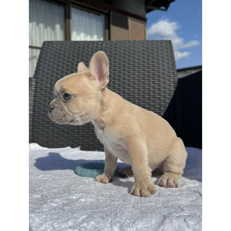 販売中の愛媛県のフレンチブルドッグ-443243の4枚目