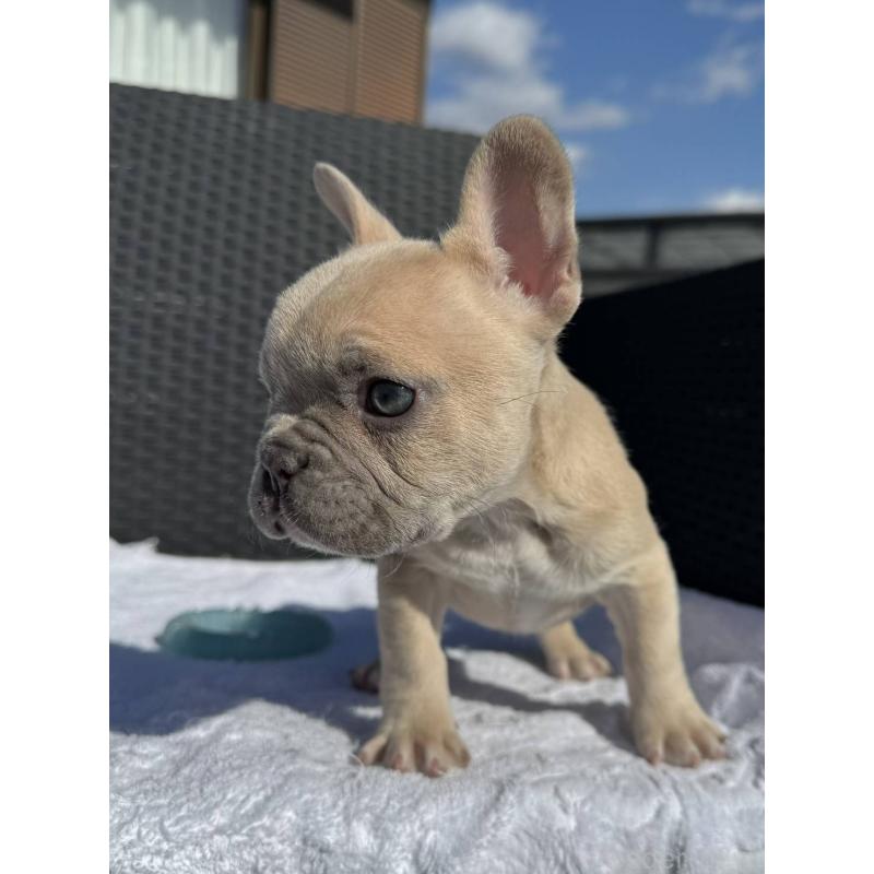 販売中の愛媛県のフレンチブルドッグ-443243の3枚目