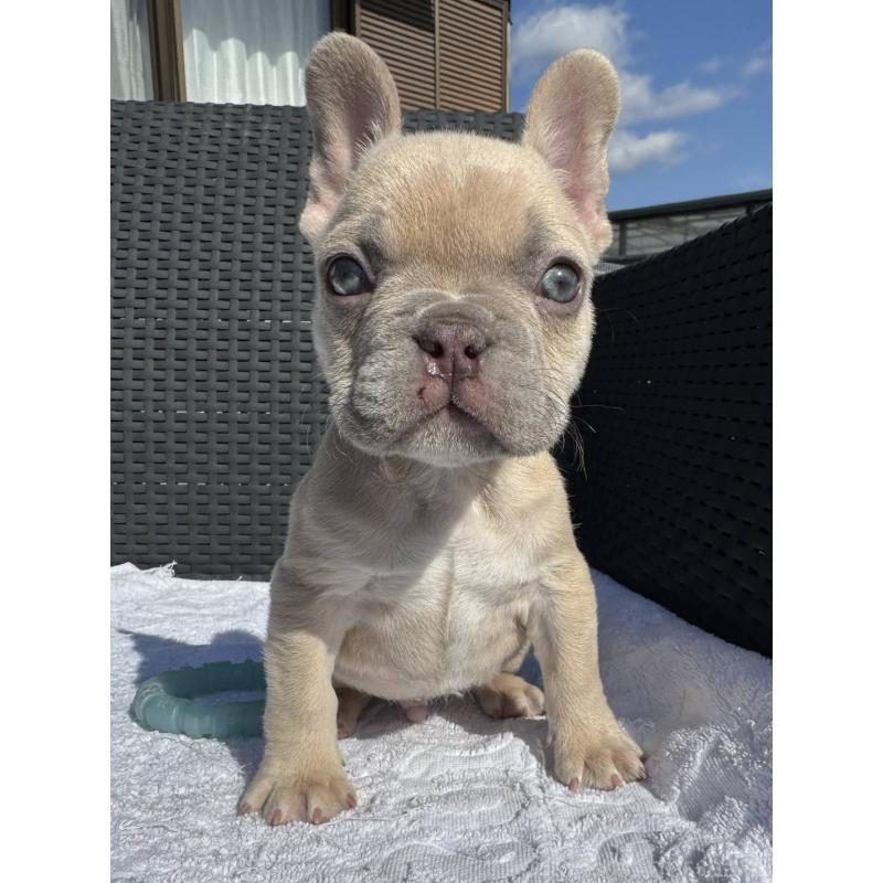 販売中の愛媛県のフレンチブルドッグ-443243の2枚目