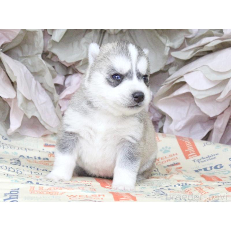 販売中の大阪府のシベリアンハスキー-443244の7枚目