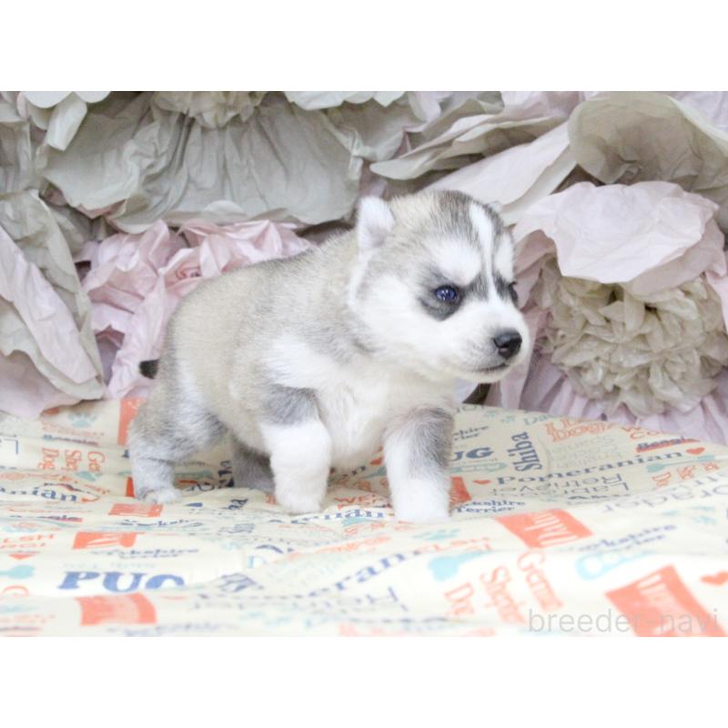 販売中の大阪府のシベリアンハスキー-443244の6枚目