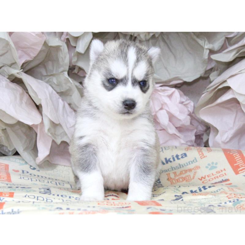 販売中の大阪府のシベリアンハスキー-443244の5枚目