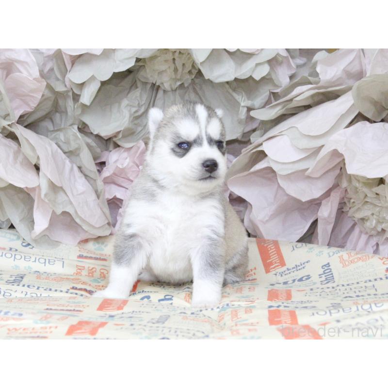 販売中の大阪府のシベリアンハスキー-443244の3枚目