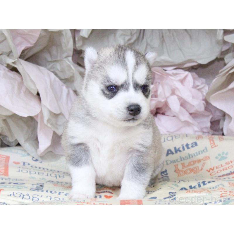 販売中の大阪府のシベリアンハスキー-443244の2枚目